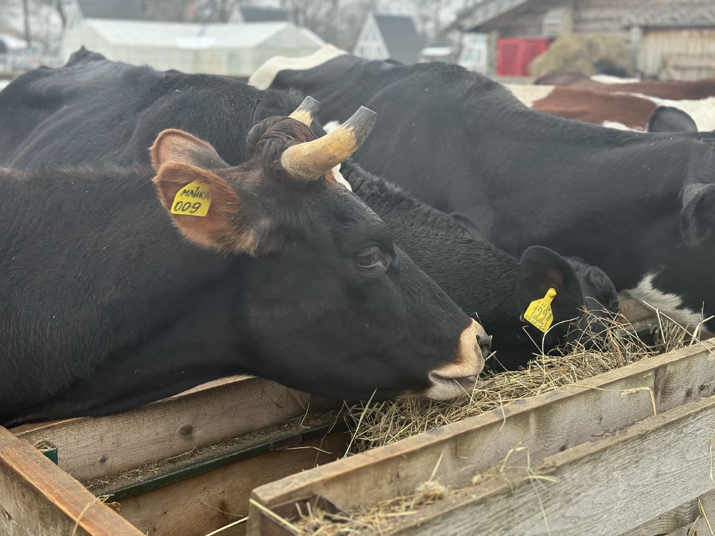 сельское хозяйство, ферма, Мастер-классы, Парк-отель Остров, домашние животные,