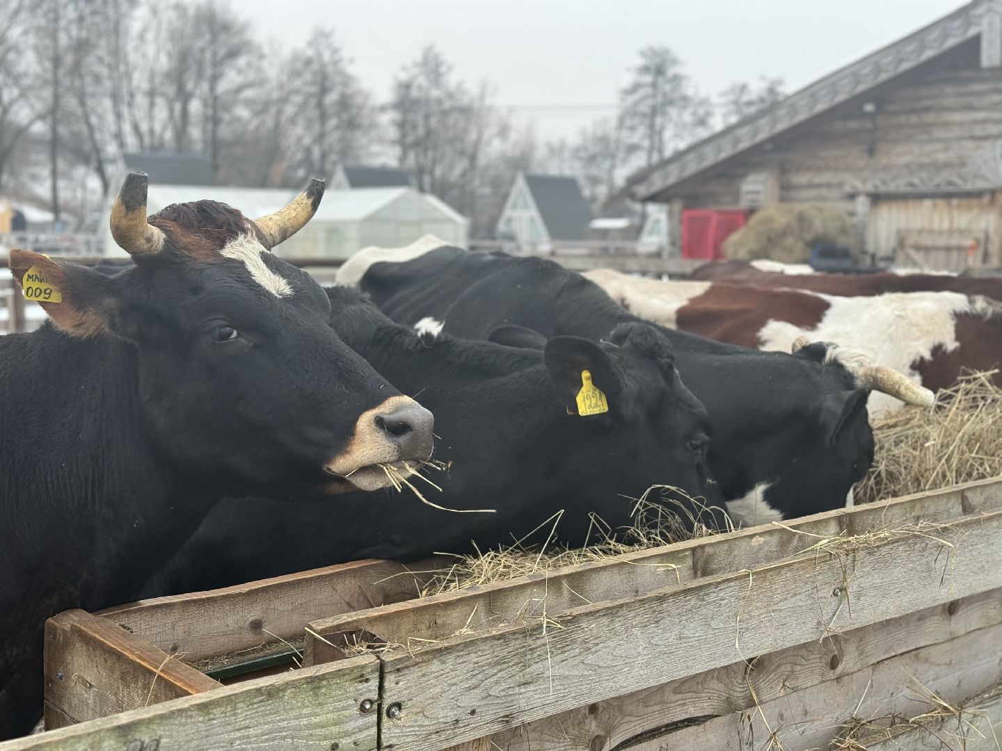 сельское хозяйство, ферма, Мастер-классы, Парк-отель Остров, домашние животные,