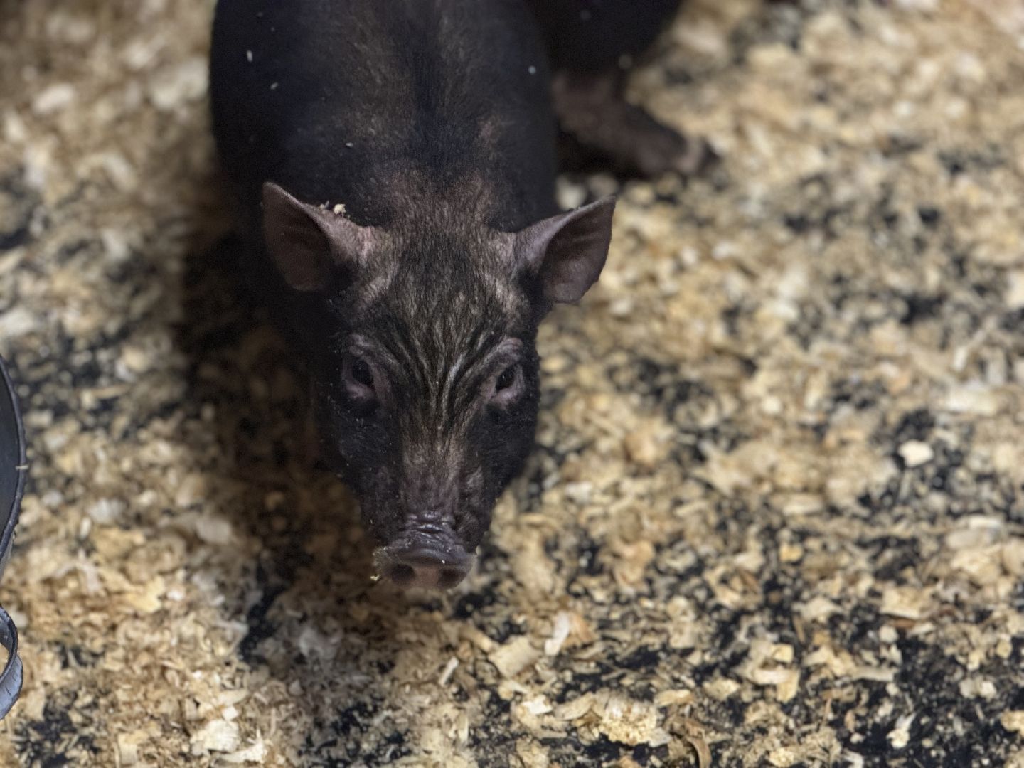 сельское хозяйство, ферма, Мастер-классы, Парк-отель Остров, домашние животные,