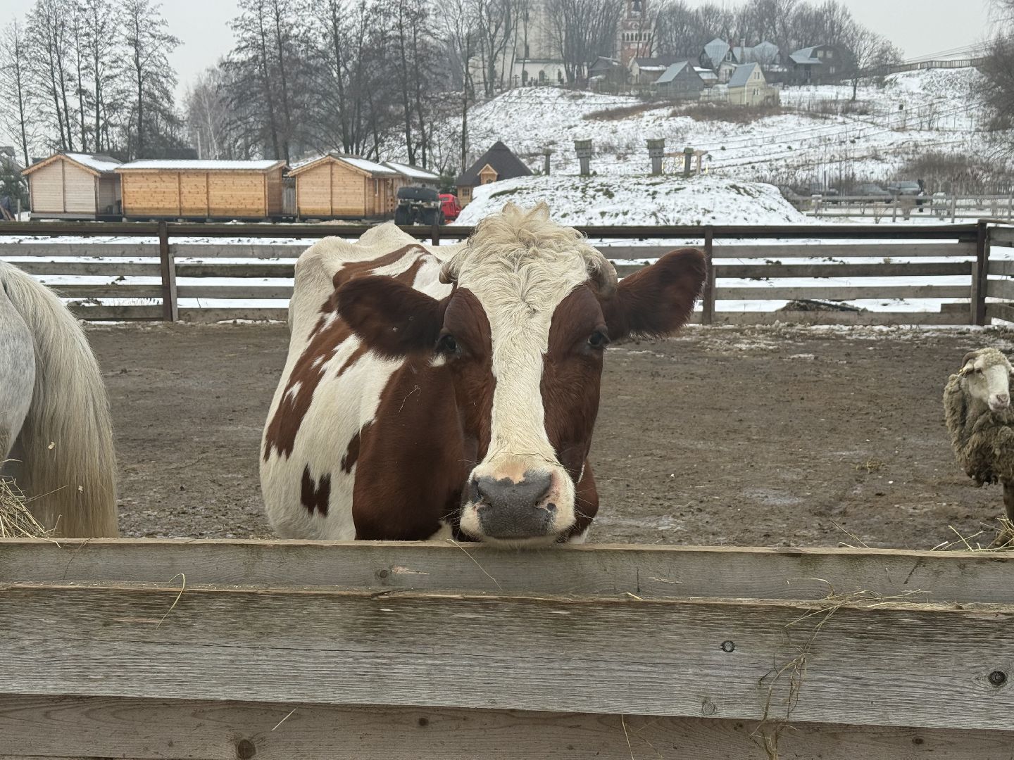 сельское хозяйство, ферма, Мастер-классы, Парк-отель Остров, домашние животные,