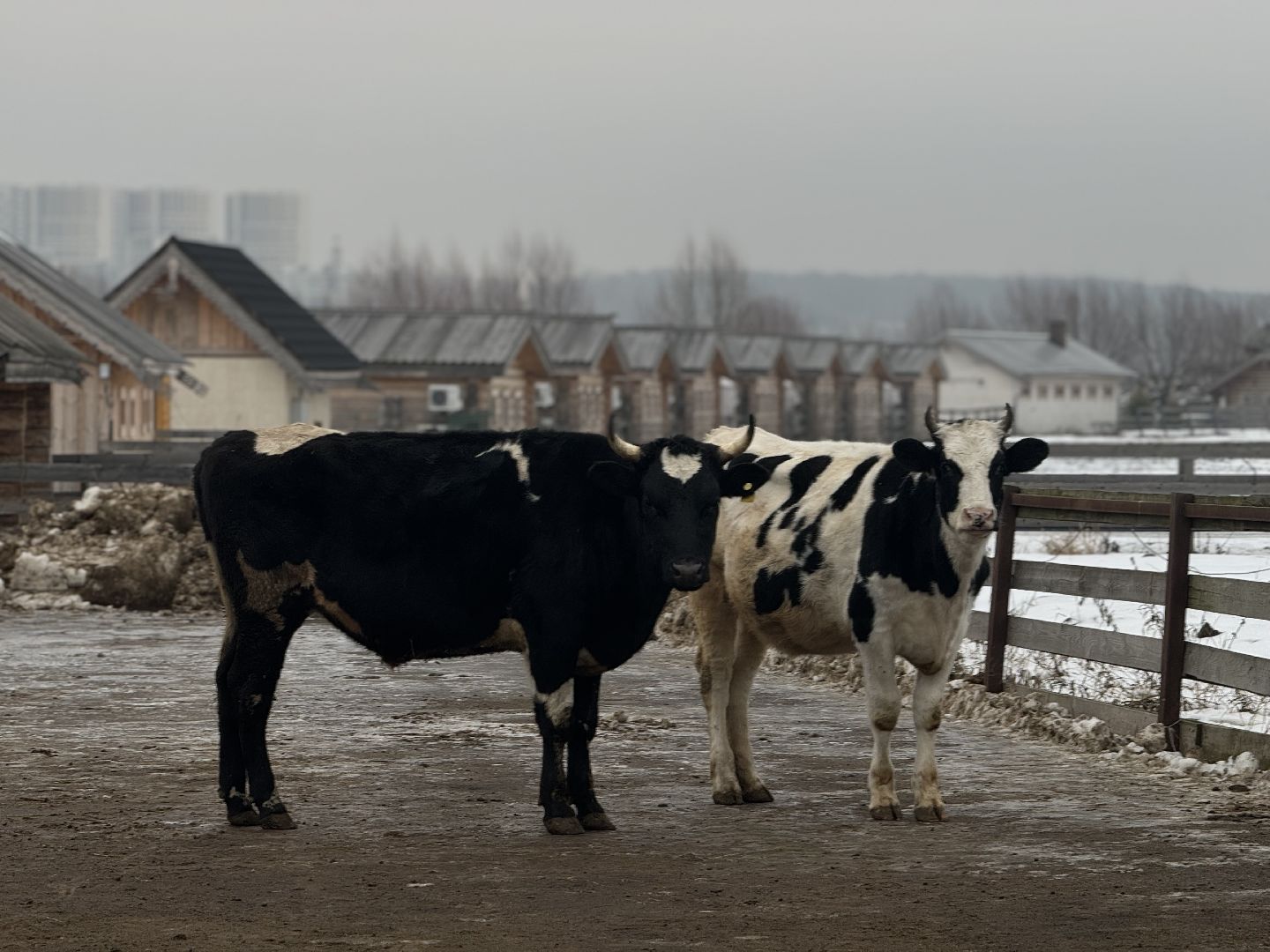 сельское хозяйство, ферма, Мастер-классы, Парк-отель Остров, домашние животные,