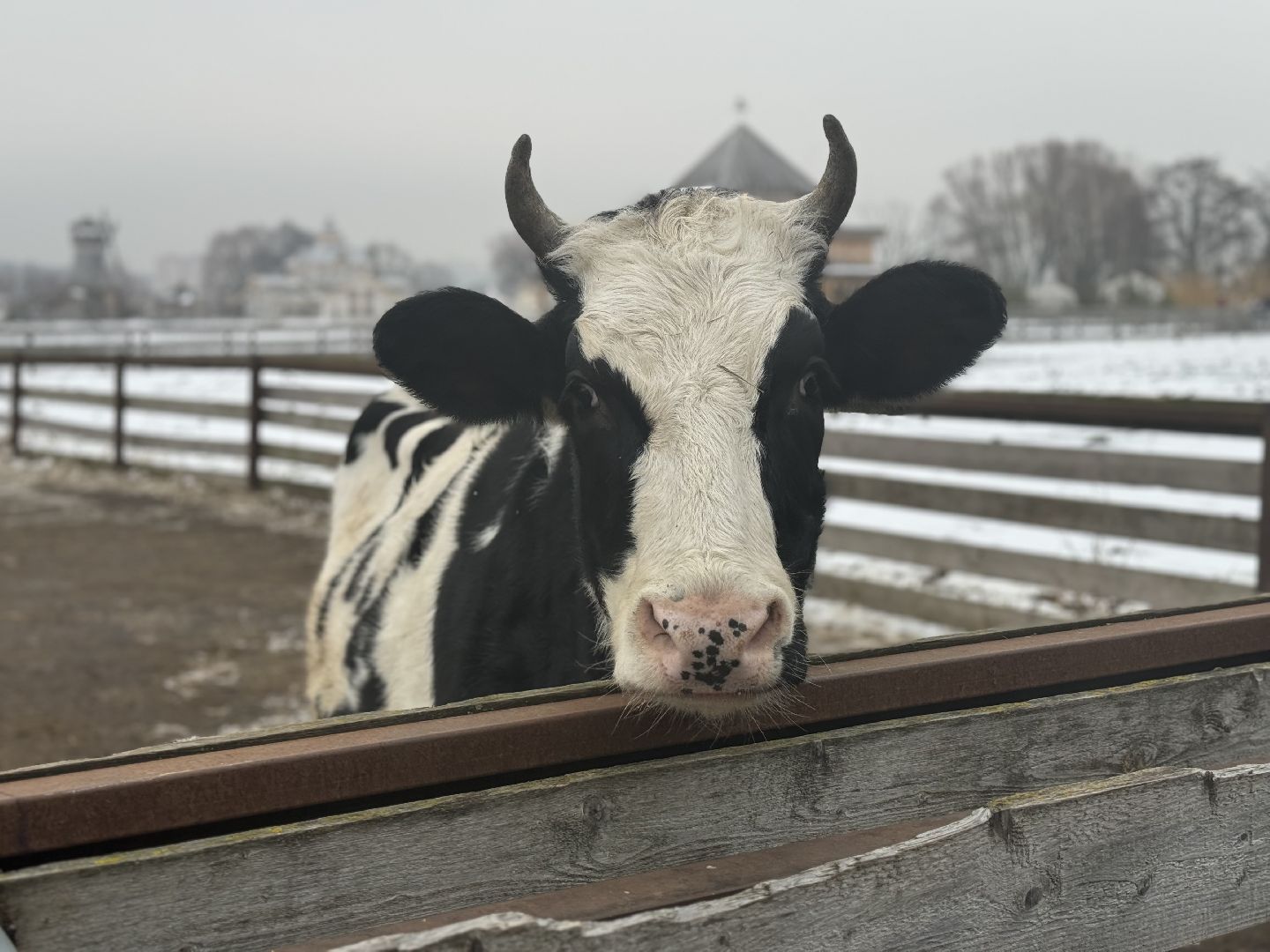 сельское хозяйство, ферма, Мастер-классы, Парк-отель Остров, домашние животные,