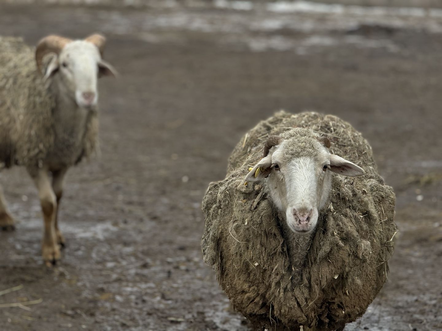 сельское хозяйство, ферма, Мастер-классы, Парк-отель Остров, домашние животные,