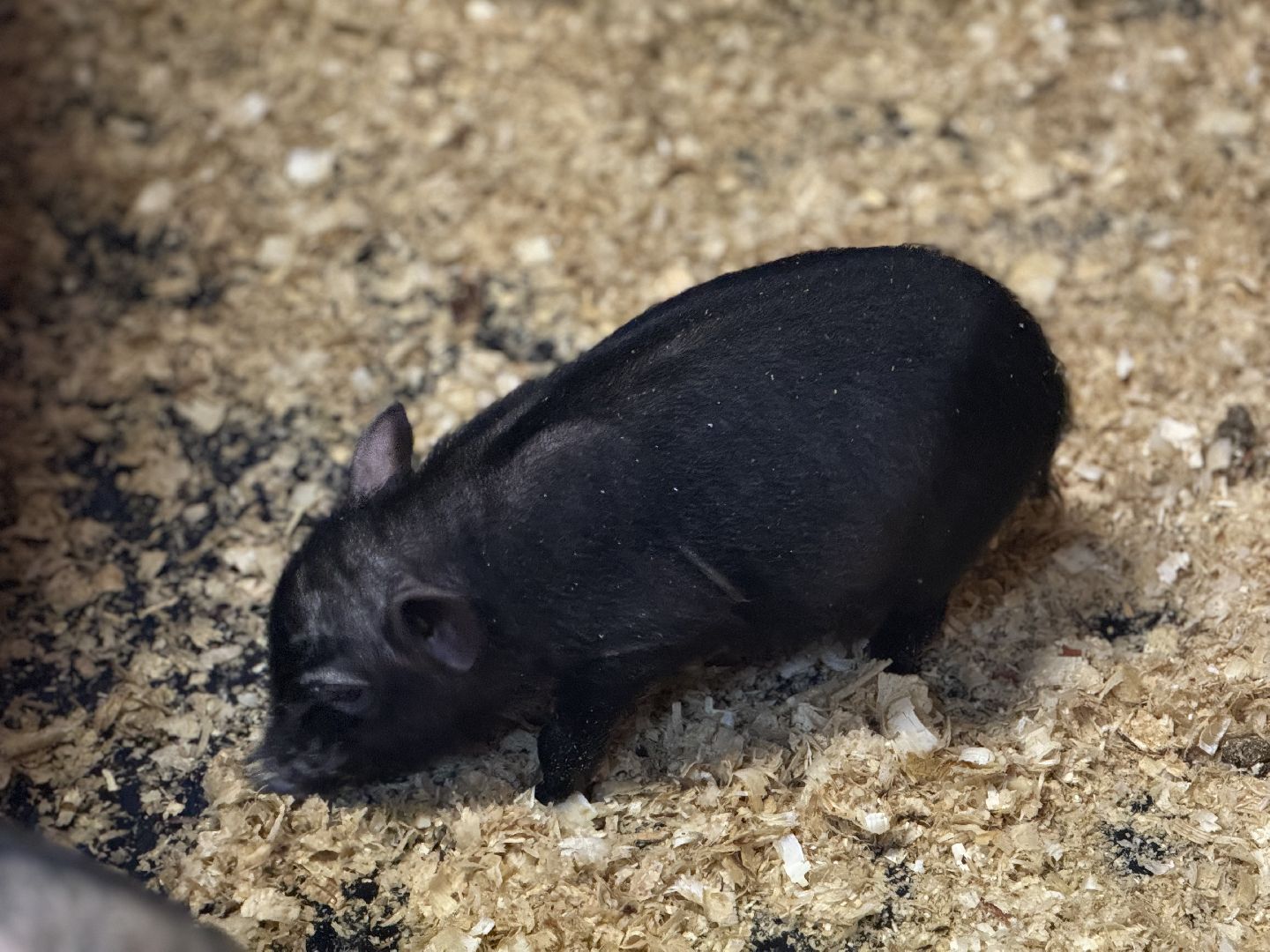 сельское хозяйство, ферма, Мастер-классы, Парк-отель Остров, домашние животные,