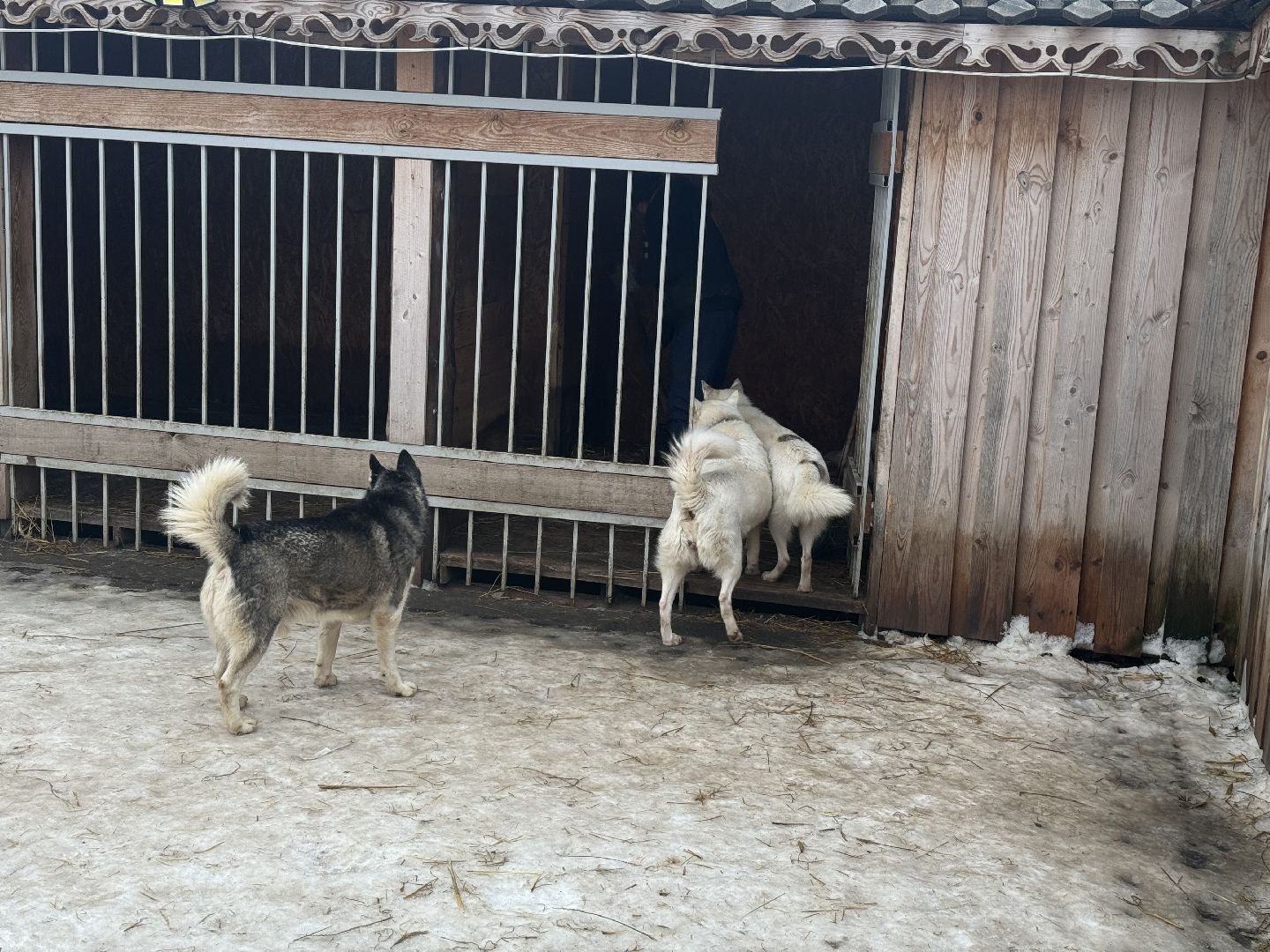 катание на собачьей упряжке, Хаски-парк, Снегоходы и вездезоды, парк-отель остров,Контактный зоопарк,