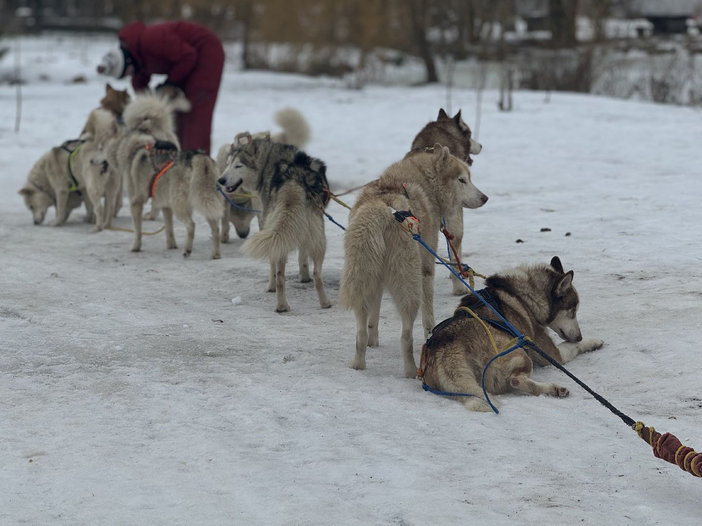 катание на собачьей упряжке, Хаски-парк, Снегоходы и вездезоды, парк-отель остров,Контактный зоопарк,
