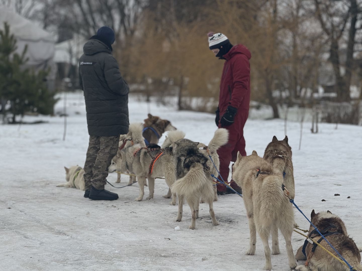 катание на собачьей упряжке, Хаски-парк, Снегоходы и вездезоды, парк-отель остров,Контактный зоопарк,