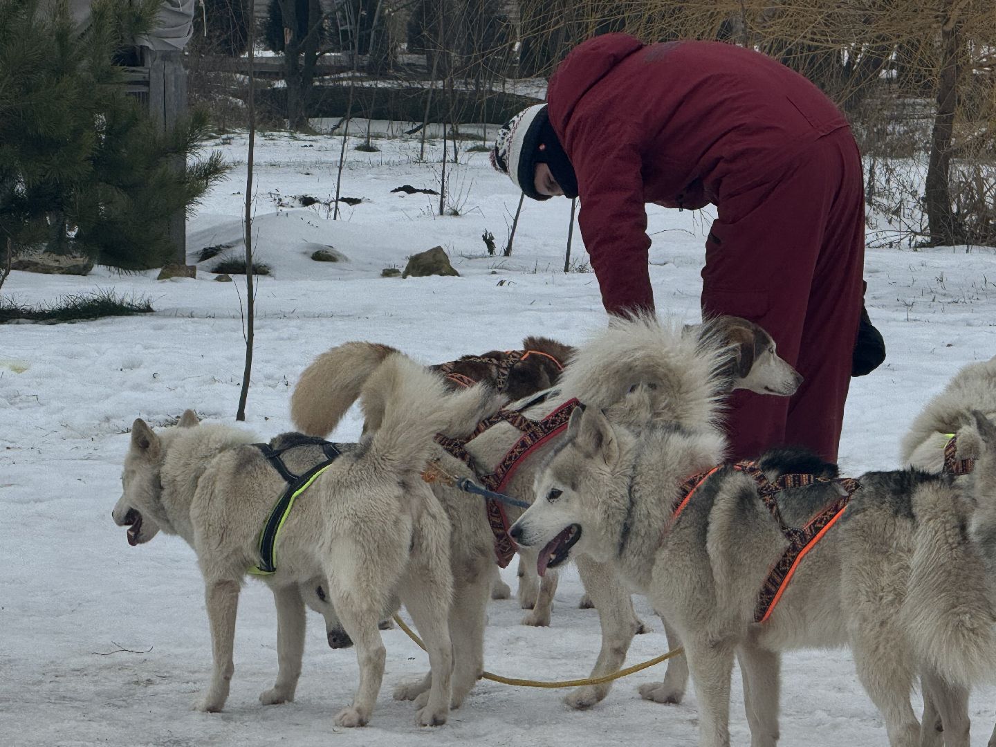 катание на собачьей упряжке, Хаски-парк, Снегоходы и вездезоды, парк-отель остров,Контактный зоопарк,
