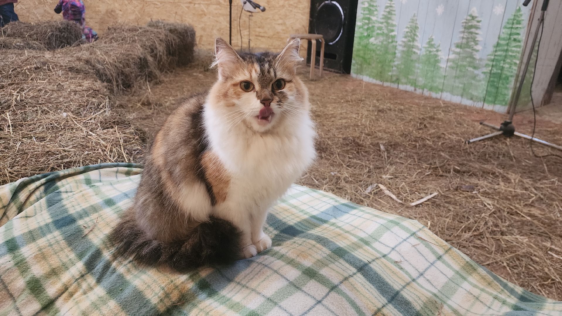 вертикалки, пушкино, экоферма, дети, животные, мини-зоопарк с животными, рождественская сказка, рождество христово, вертеп, кукольный театр, ангел, мастер-класс,