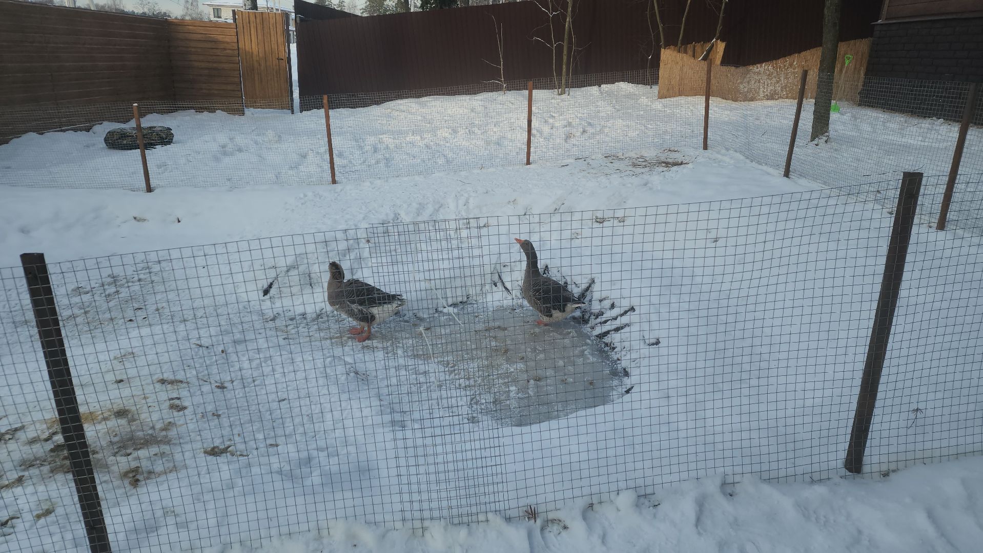 вертикалки, пушкино, экоферма, дети, животные, мини-зоопарк с животными, рождественская сказка, рождество христово, вертеп, кукольный театр, ангел, мастер-класс,