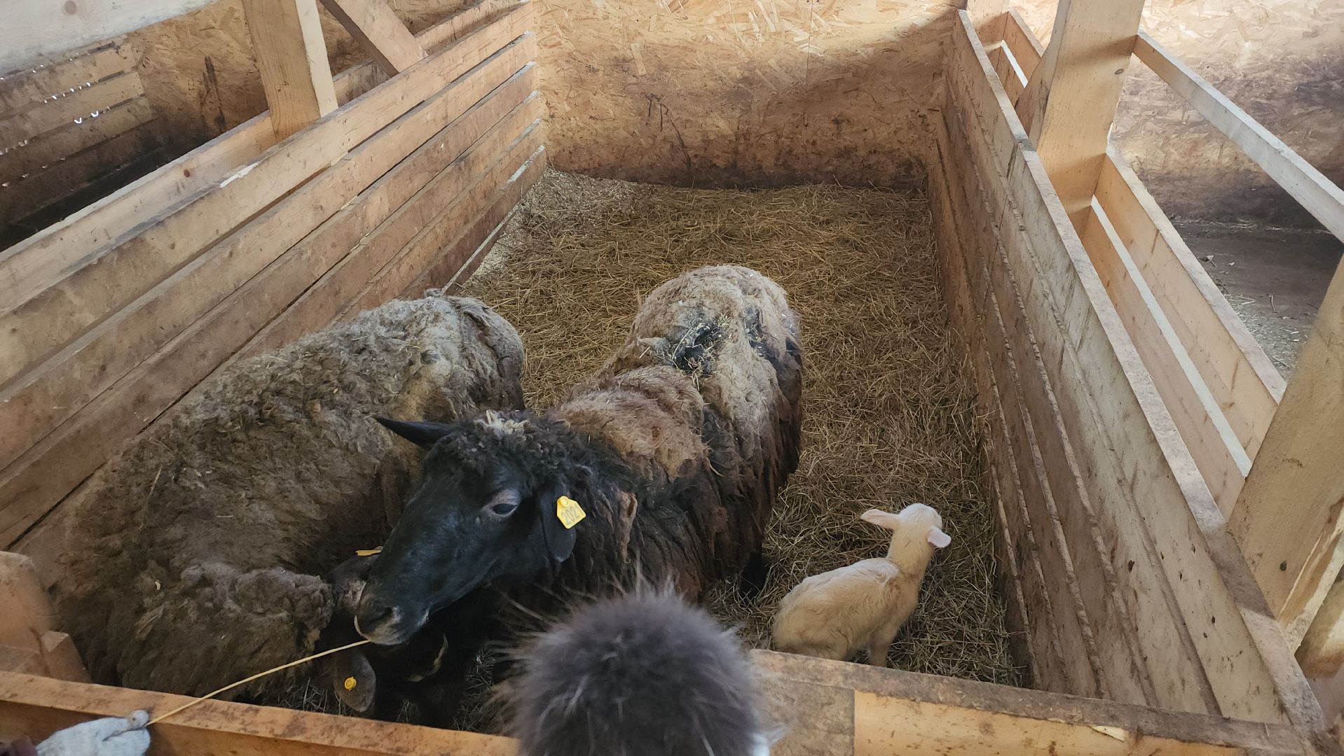 вертикалки, пушкино, экоферма, дети, животные, мини-зоопарк с животными, рождественская сказка, рождество христово, вертеп, кукольный театр, ангел, мастер-класс,