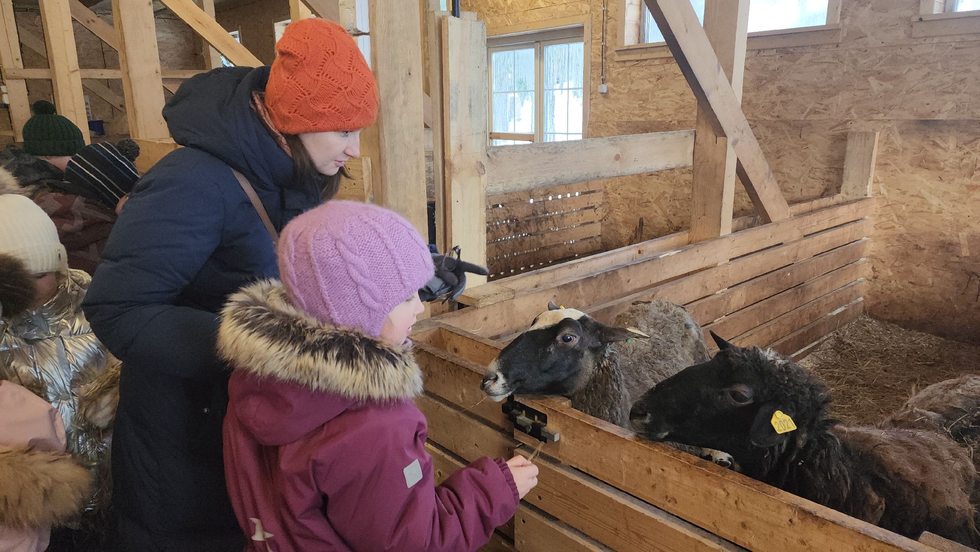 вертикалки, пушкино, экоферма, дети, животные, мини-зоопарк с животными, рождественская сказка, рождество христово, вертеп, кукольный театр, ангел, мастер-класс,