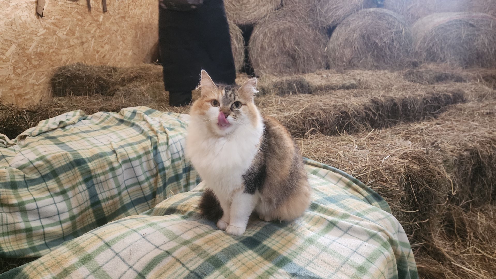 вертикалки, пушкино, экоферма, дети, животные, мини-зоопарк с животными, рождественская сказка, рождество христово, вертеп, кукольный театр, ангел, мастер-класс,