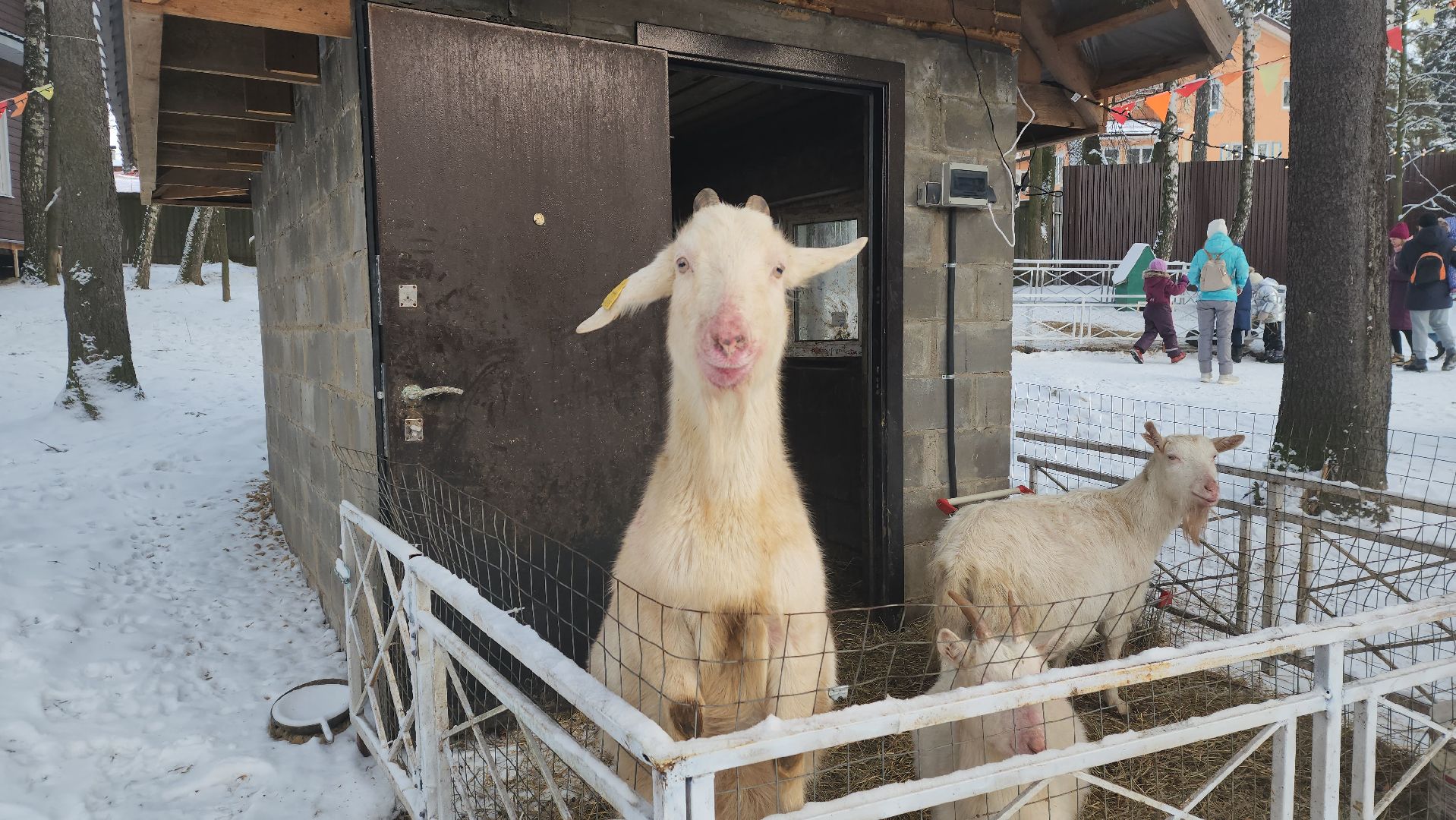 вертикалки, пушкино, экоферма, дети, животные, мини-зоопарк с животными, рождественская сказка, рождество христово, вертеп, кукольный театр, ангел, мастер-класс,