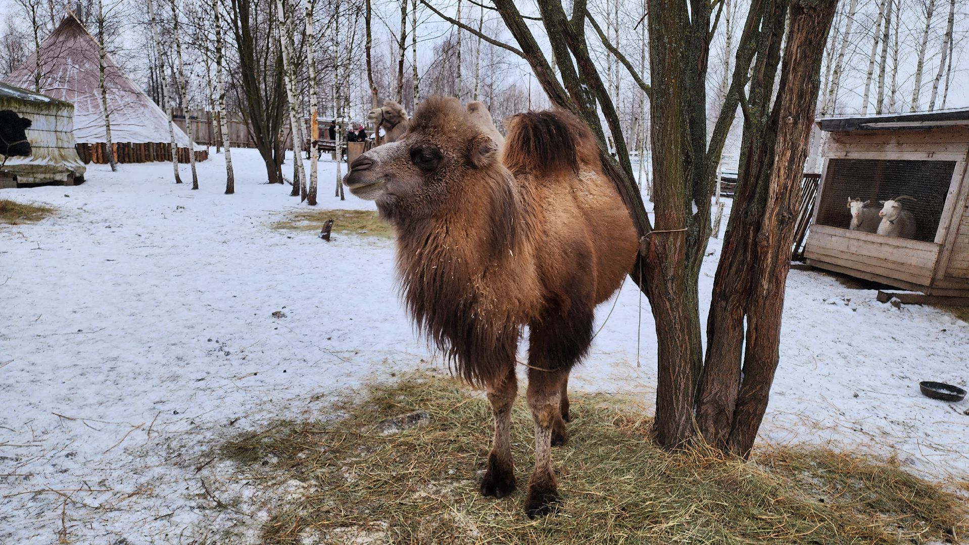 кашира, фестиваль севера, олени, кочевники, фольклор,