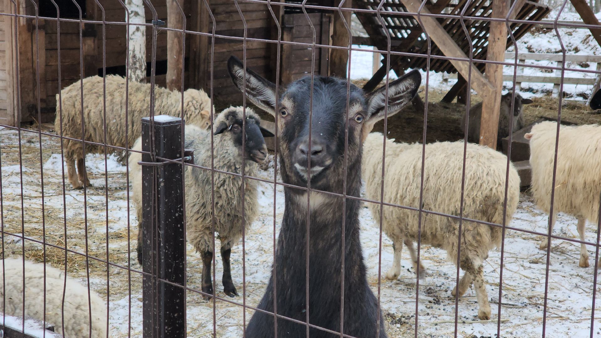 кашира, фестиваль севера, олени, кочевники, фольклор,