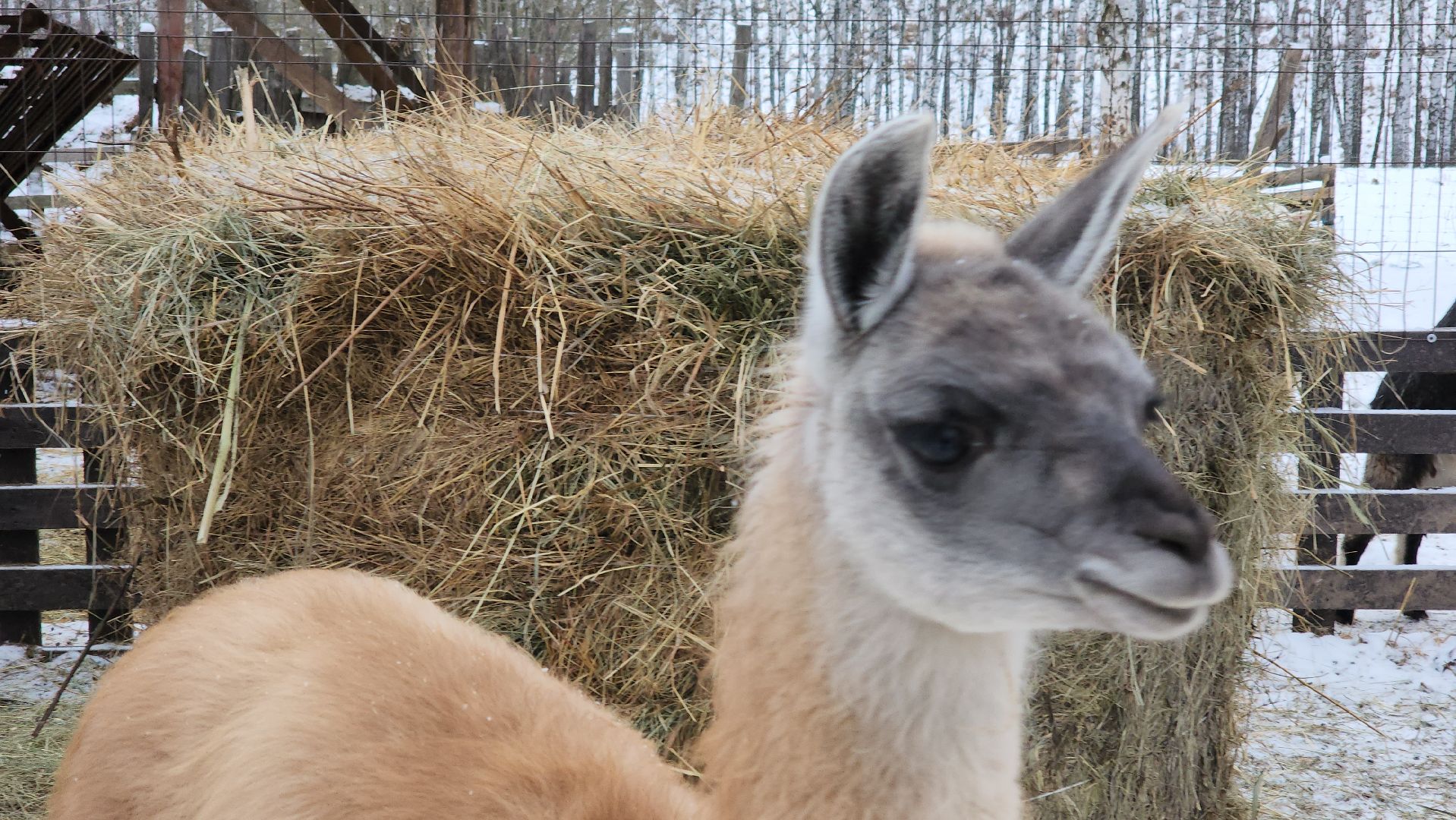кашира, фестиваль севера, олени, кочевники, фольклор,