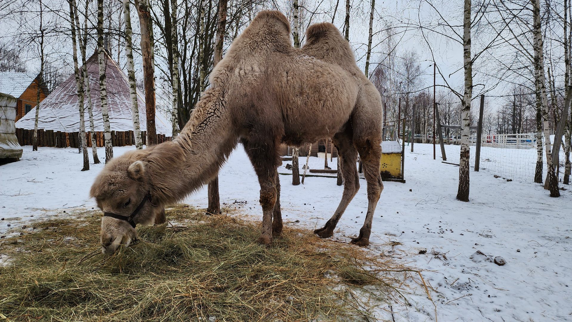 кашира, фестиваль севера, олени, кочевники, фольклор,