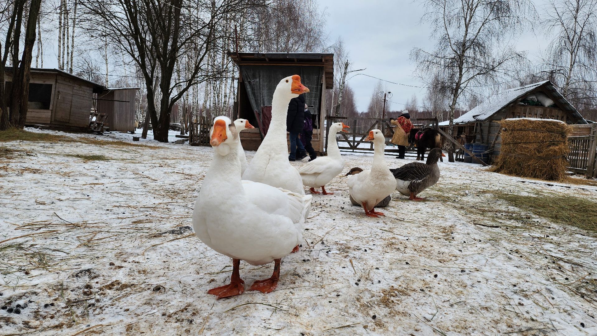 кашира, фестиваль севера, олени, кочевники, фольклор,