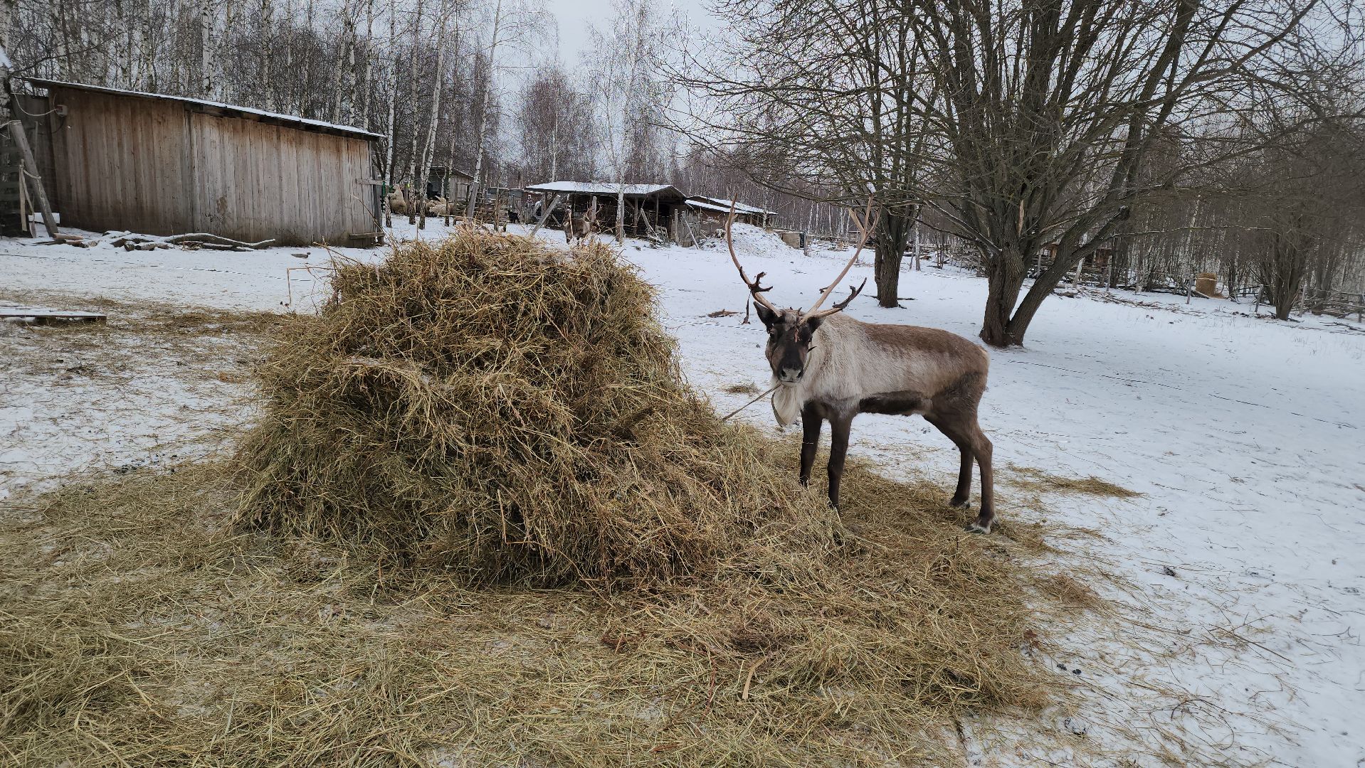 кашира, фестиваль севера, олени, кочевники, фольклор,