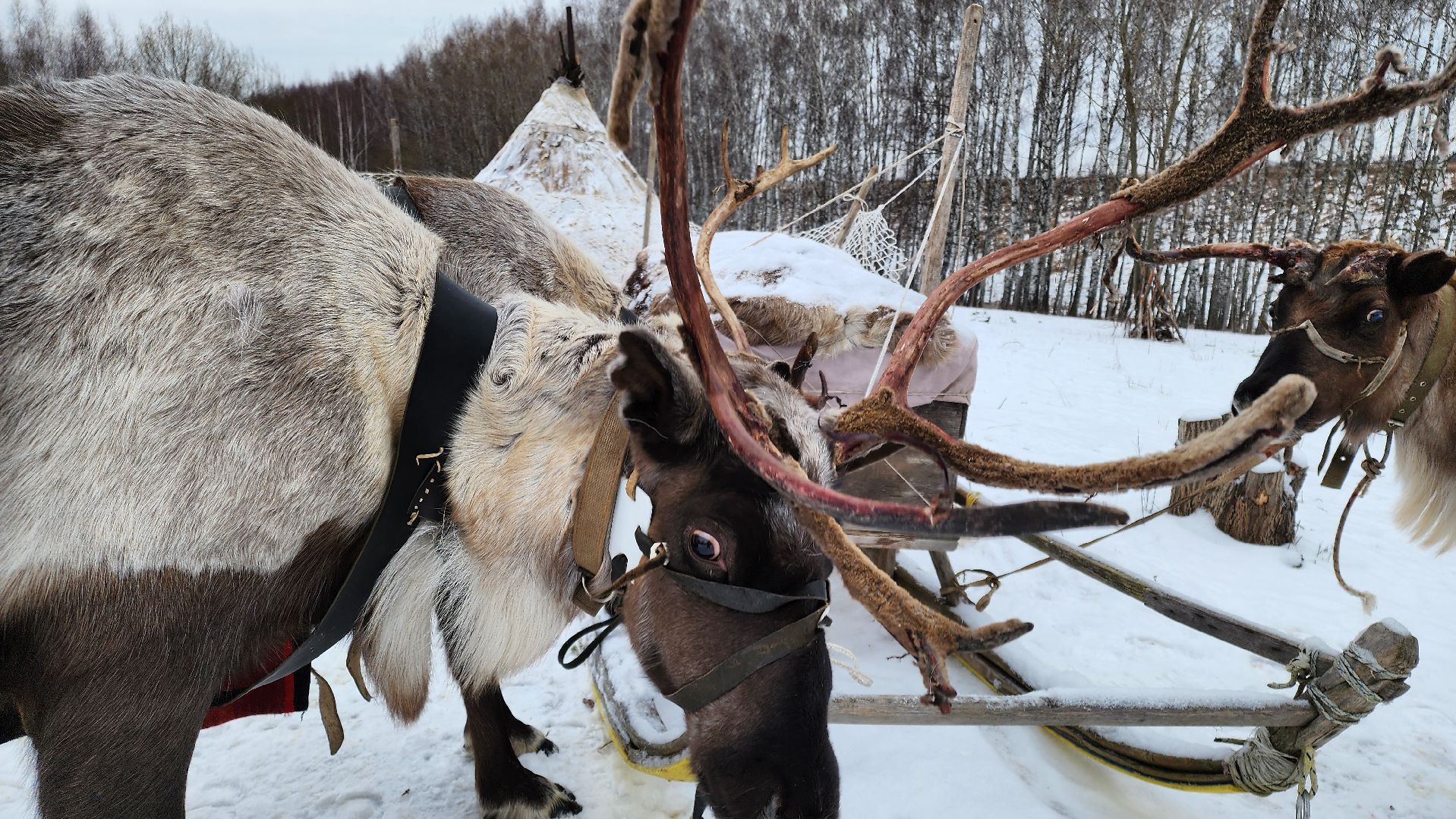 кашира, фестиваль севера, олени, кочевники, фольклор,