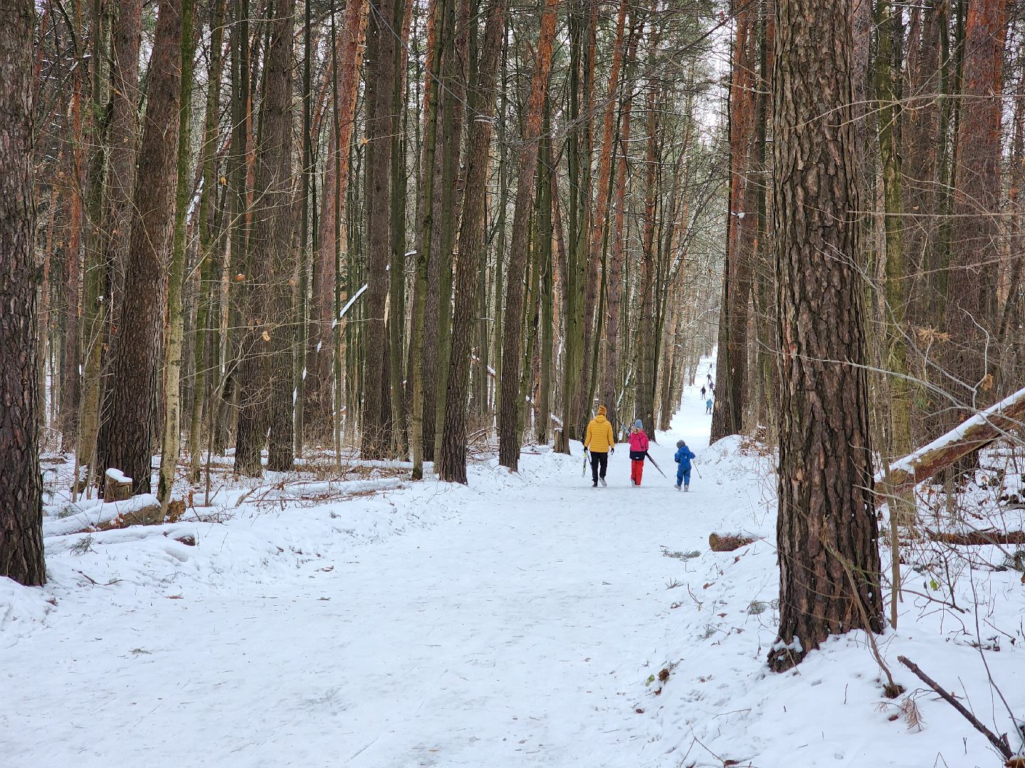 воскресенск, лыжи, спорт, вертикалки,