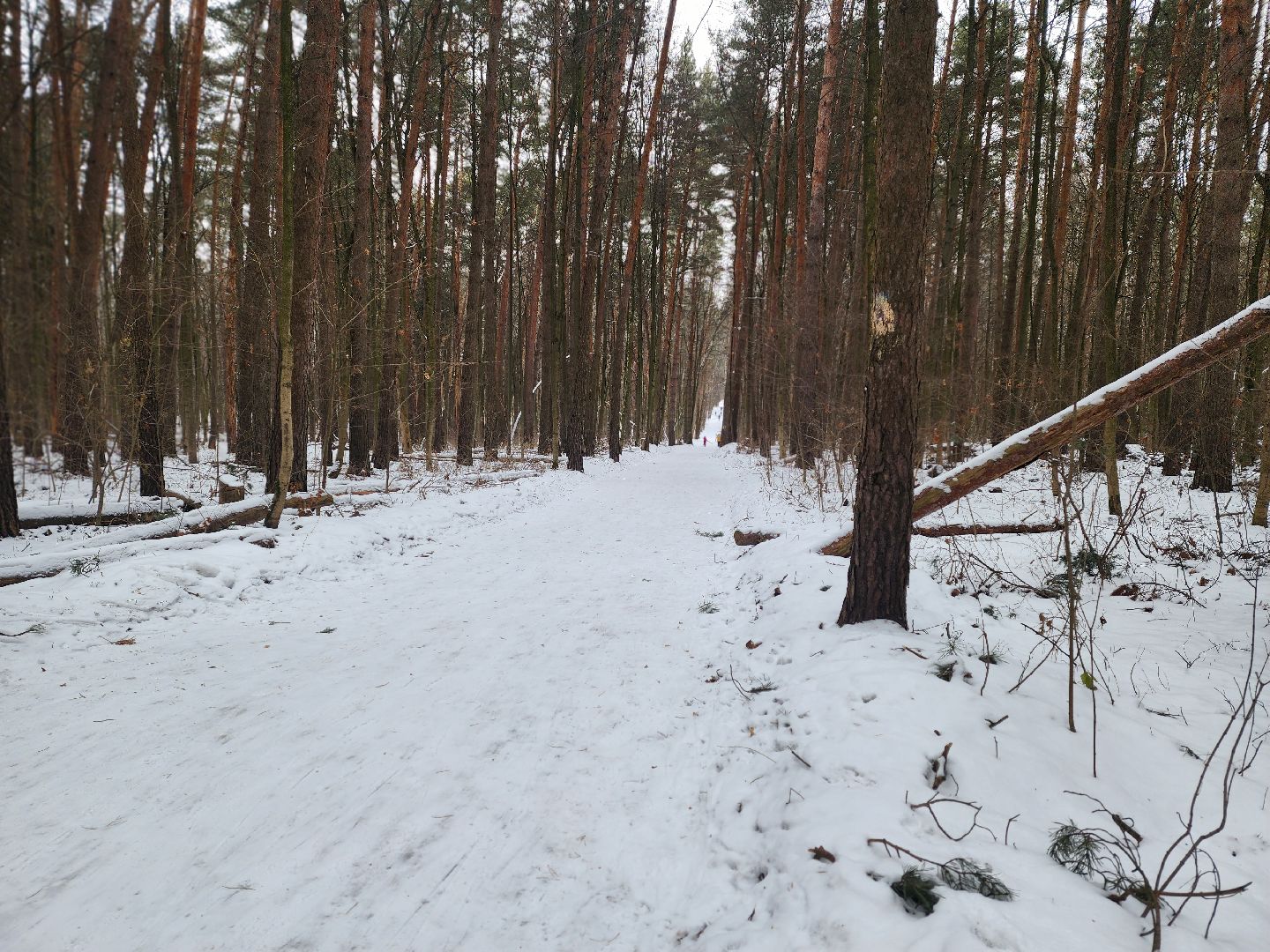 воскресенск, лыжи, спорт, вертикалки,