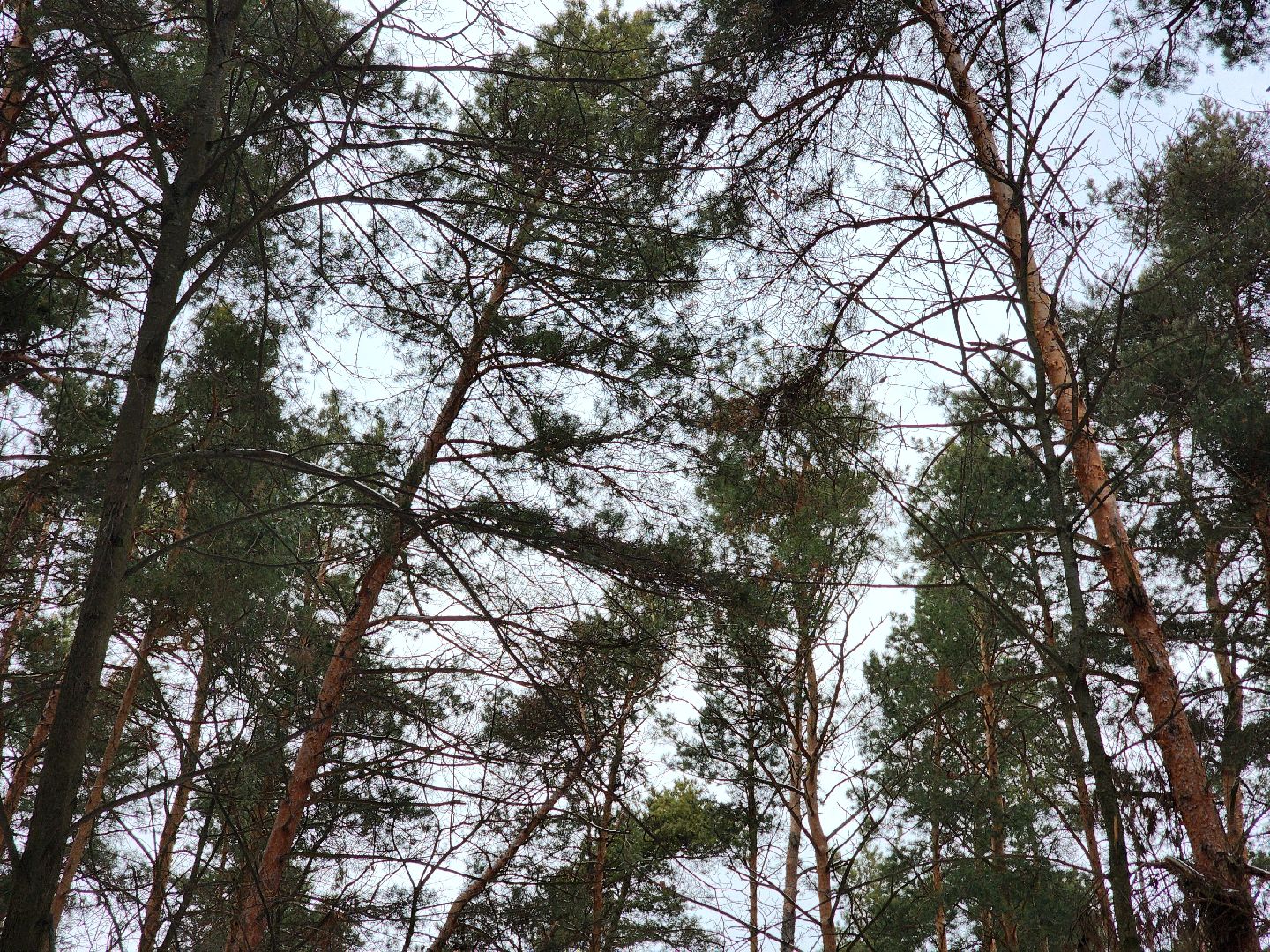 воскресенск, лыжи, спорт, вертикалки,