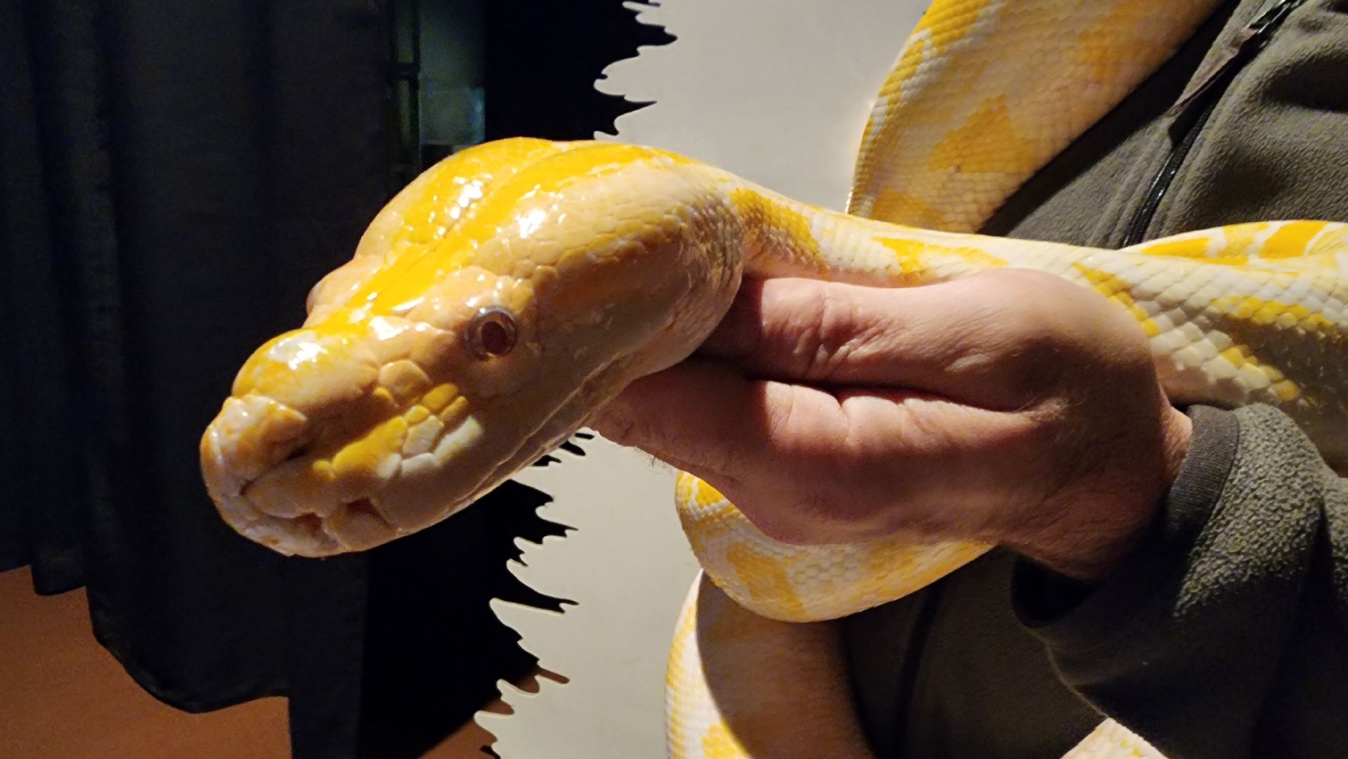 вертикалка, рождественская елка, змея, зима в подмосковье,