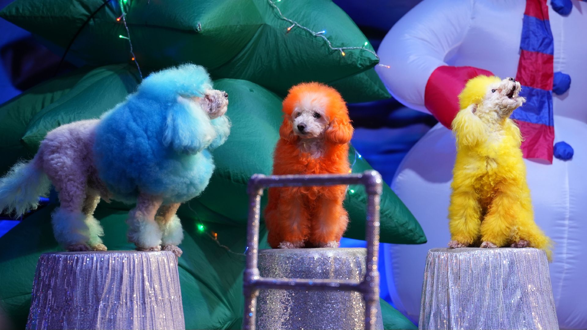 вертикалка, рождественская елка, змея, зима в подмосковье,