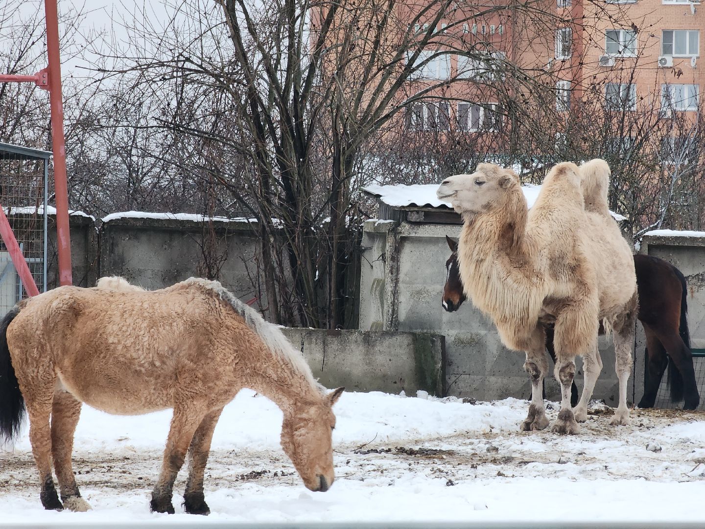 Егорьевск, Зима в Подмосковье, Московская область, Бережки холл,ВЕРТИКАЛКи,