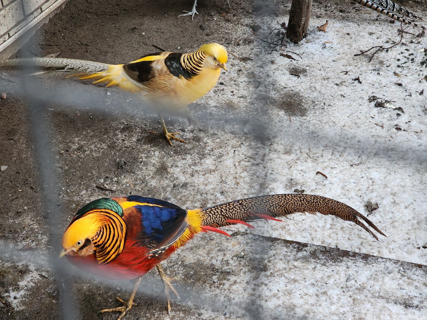 Егорьевск, Зима в Подмосковье, Московская область, Бережки холл,ВЕРТИКАЛКи,