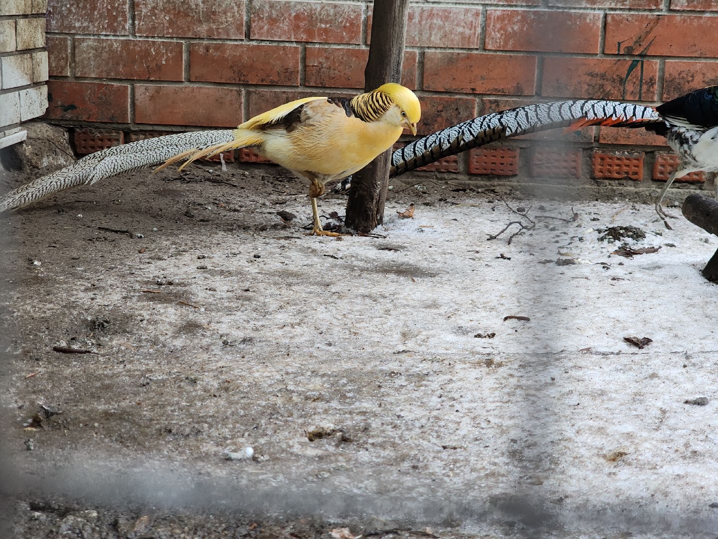 Егорьевск, Зима в Подмосковье, Московская область, Бережки холл,ВЕРТИКАЛКи,