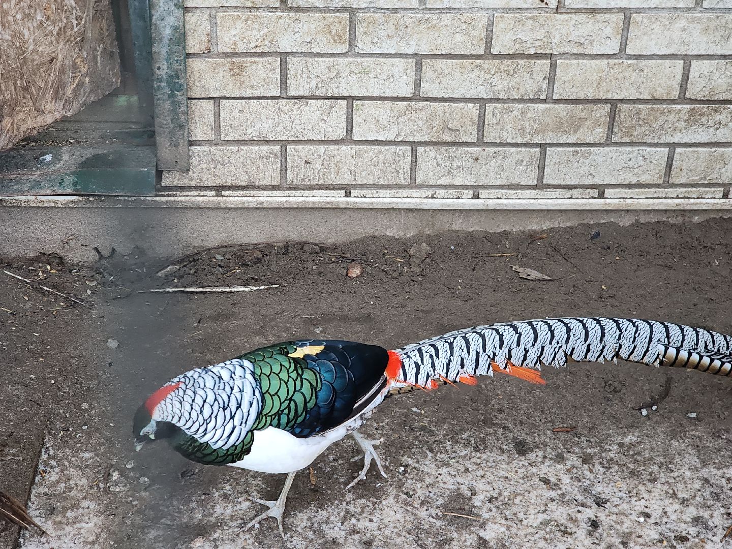 Егорьевск, Зима в Подмосковье, Московская область, Бережки холл,ВЕРТИКАЛКи,