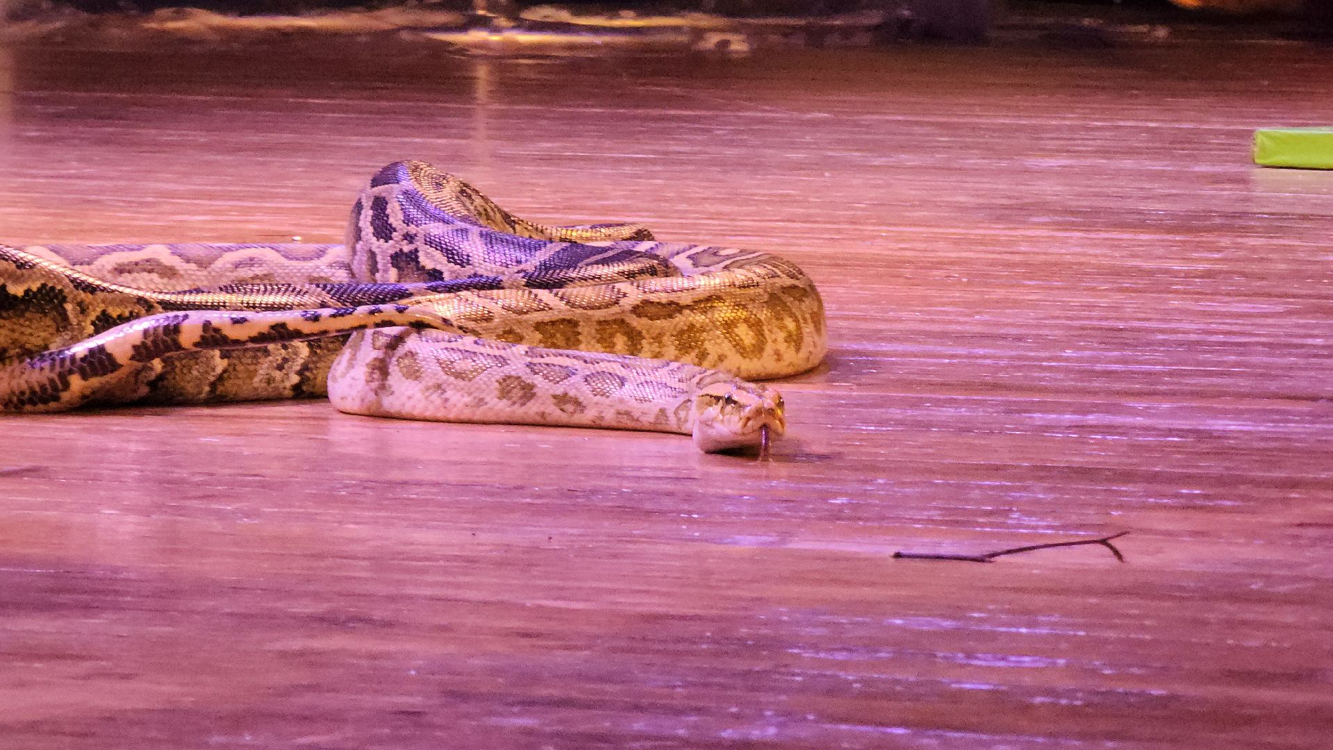рождество, рождество христово, представление, руза, рузский городской округ, культура, тучково, зима в подмосковье, вертикалки,