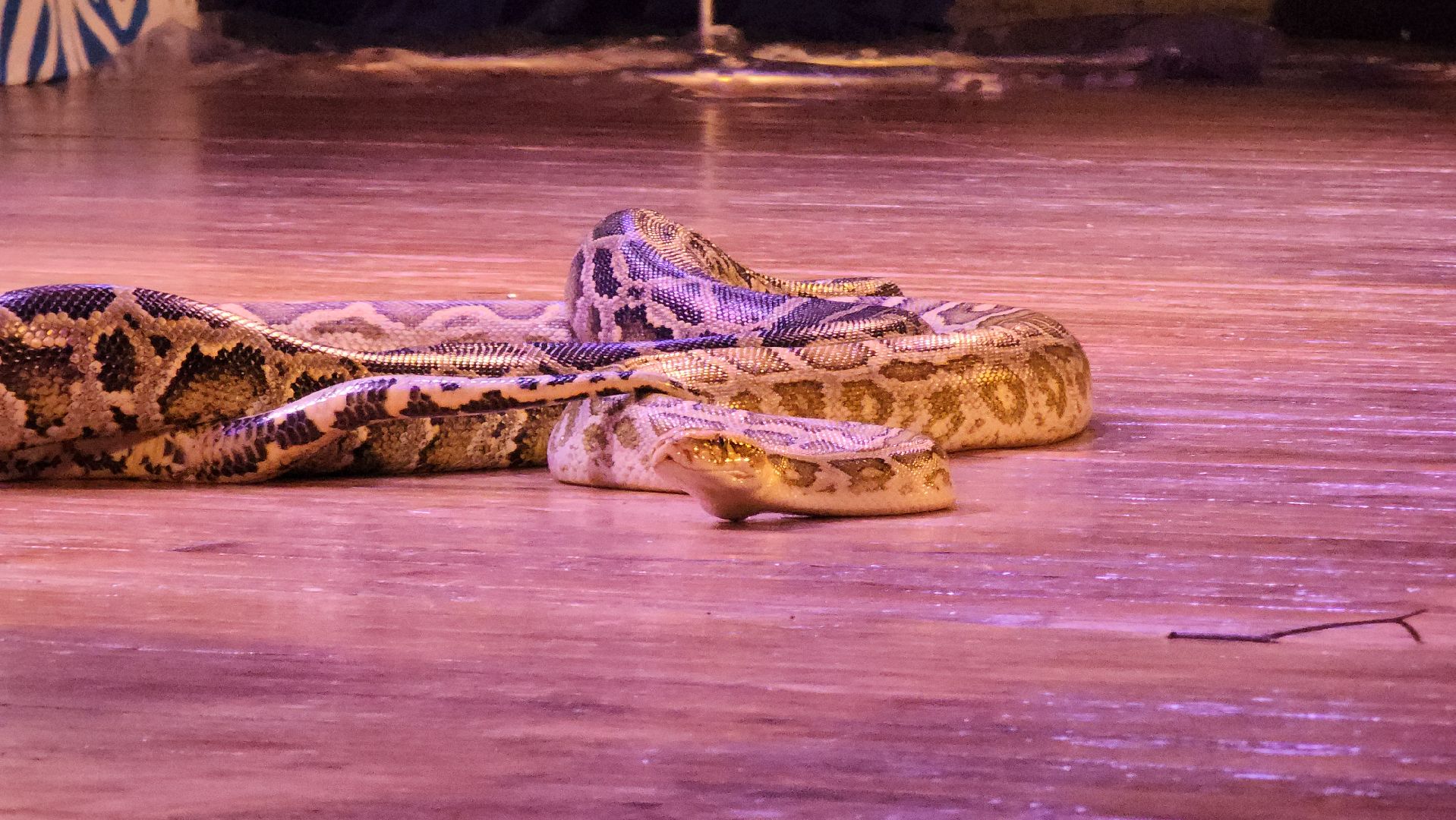 рождество, рождество христово, представление, руза, рузский городской округ, культура, тучково, зима в подмосковье, вертикалки,