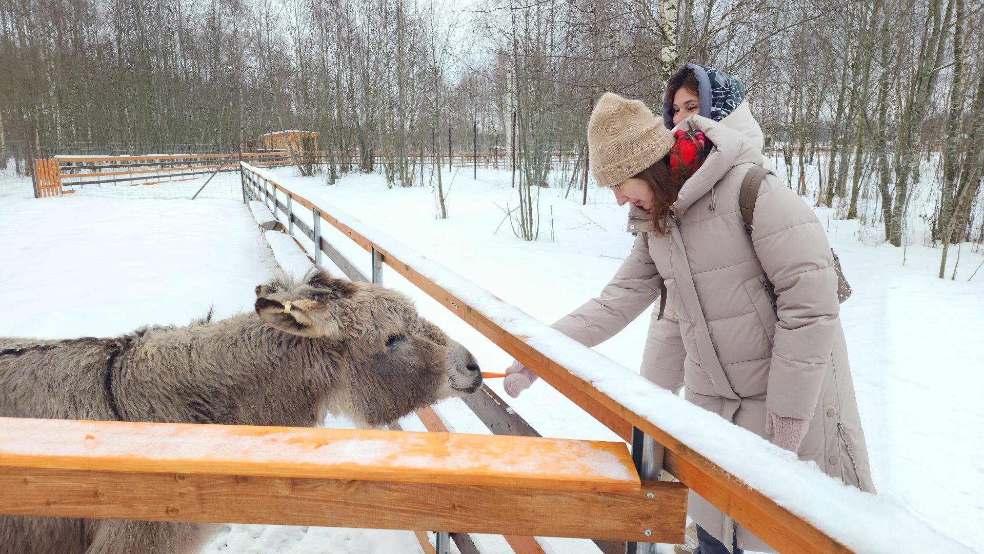 лотошино, зоопространство, контактный зоопарк, семейный досуг,