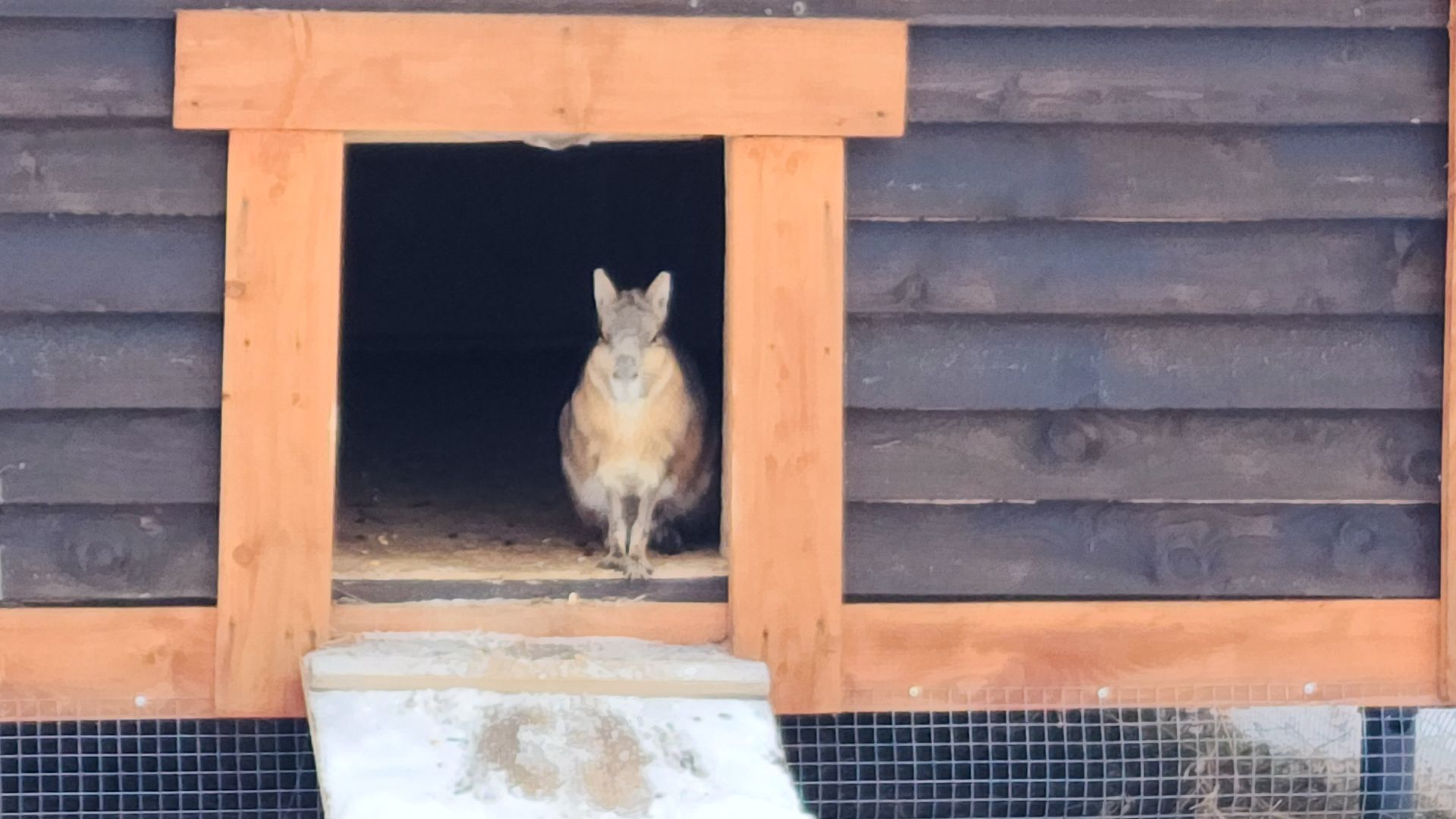 лотошино, зоопространство, контактный зоопарк, семейный досуг,