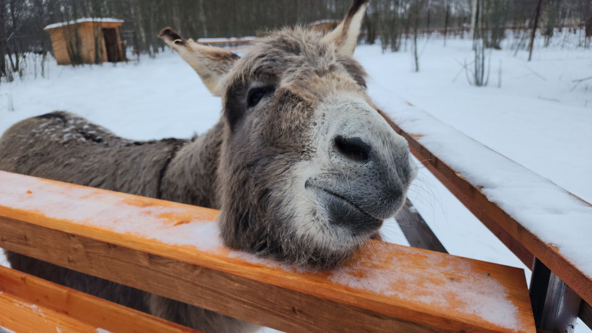 лотошино, зоопространство, контактный зоопарк, семейный досуг,