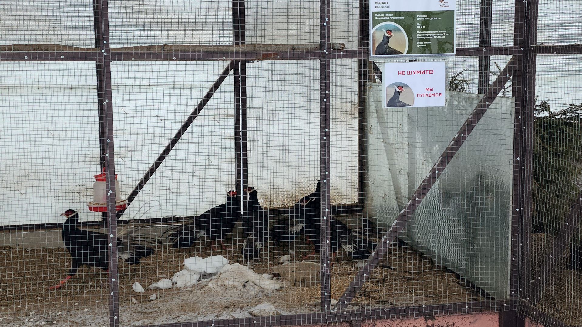 лотошино, зоопространство, контактный зоопарк, семейный досуг,