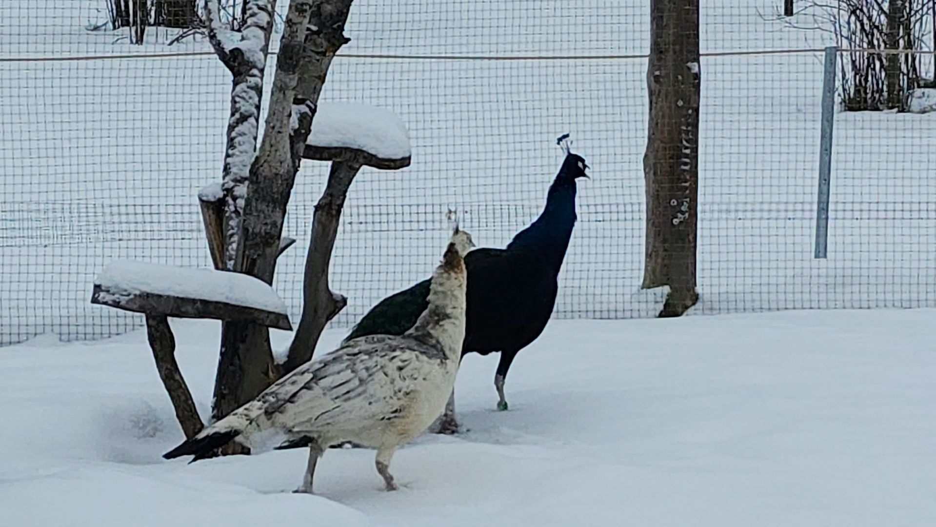 лотошино, зоопространство, контактный зоопарк, семейный досуг,