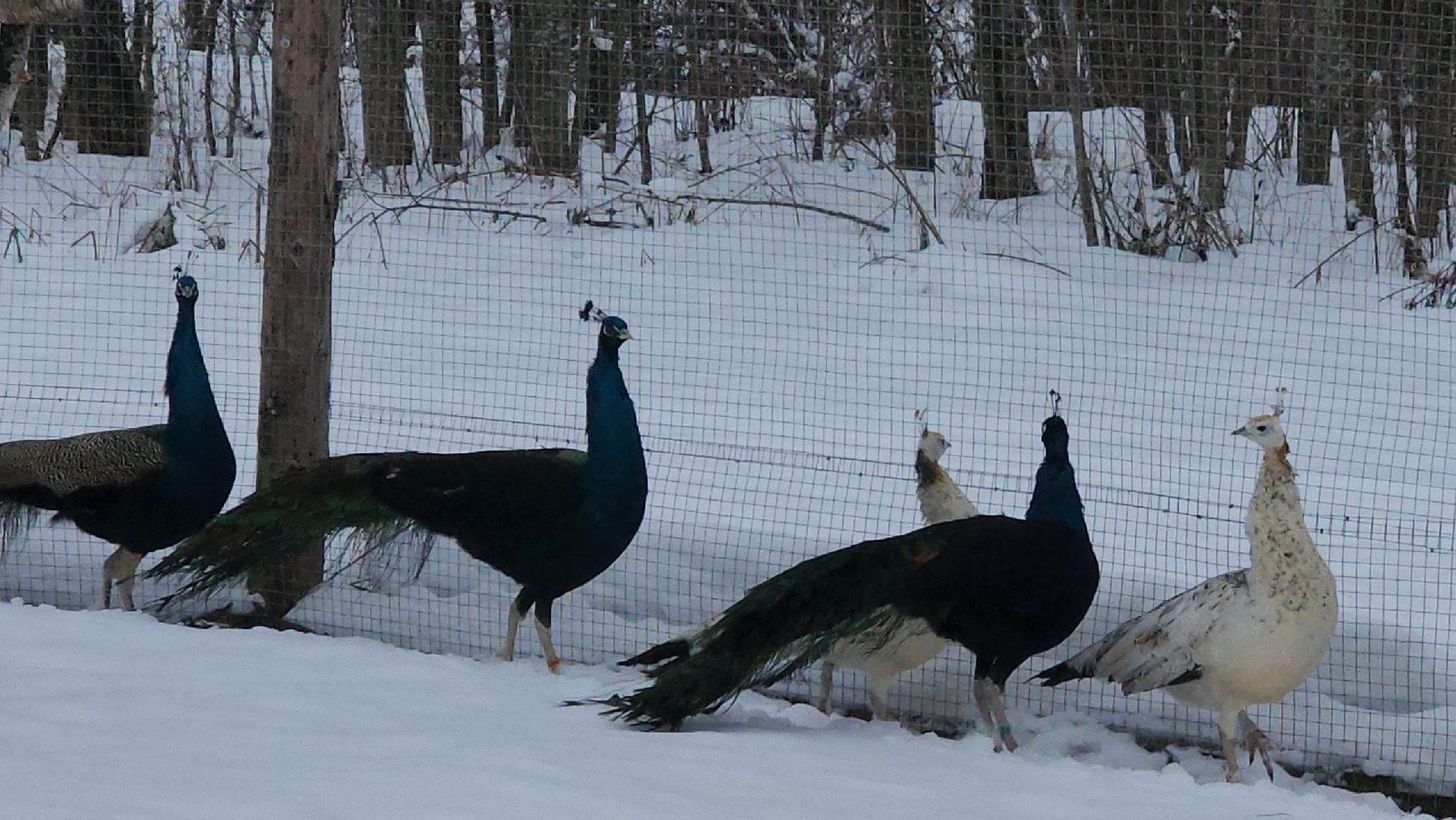 лотошино, зоопространство, контактный зоопарк, семейный досуг,