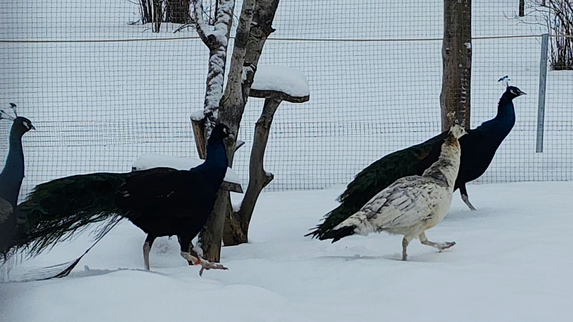 лотошино, зоопространство, контактный зоопарк, семейный досуг,