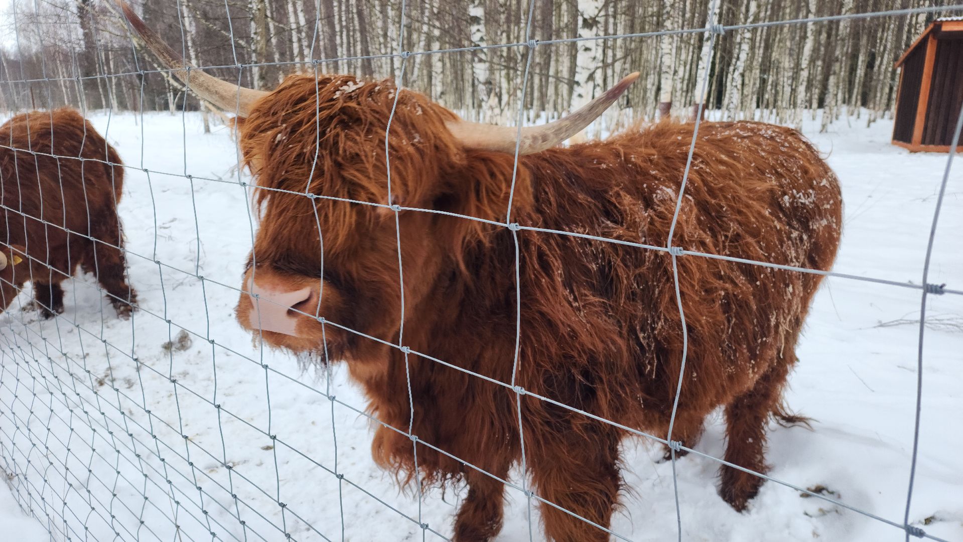 лотошино, зоопространство, контактный зоопарк, семейный досуг,
