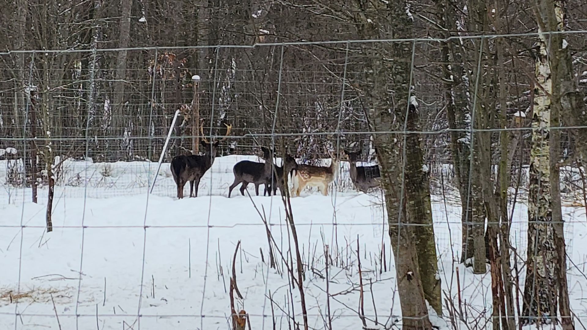 лотошино, зоопространство, контактный зоопарк, семейный досуг,