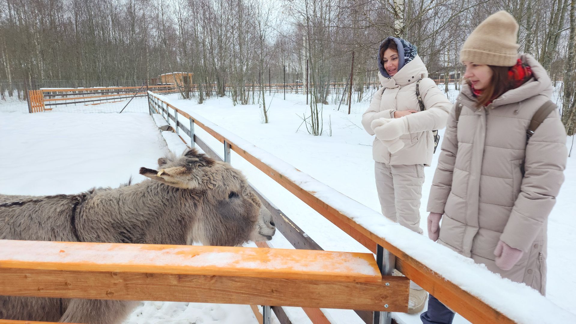 лотошино, зоопространство, контактный зоопарк, семейный досуг,