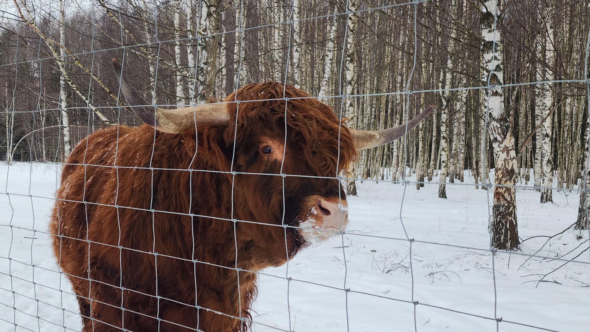 лотошино, зоопространство, контактный зоопарк, семейный досуг,