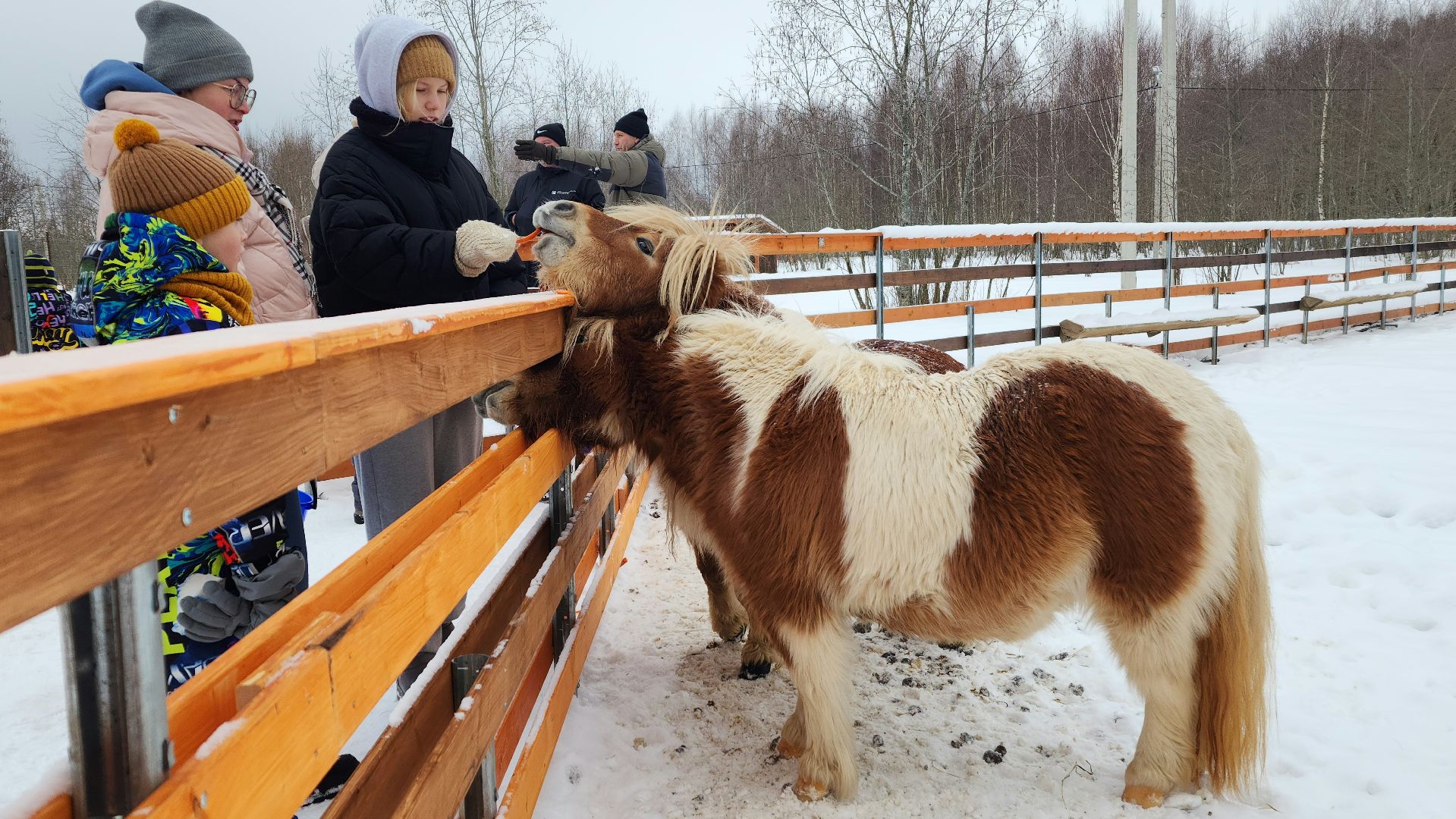 лотошино, зоопространство, контактный зоопарк, семейный досуг,