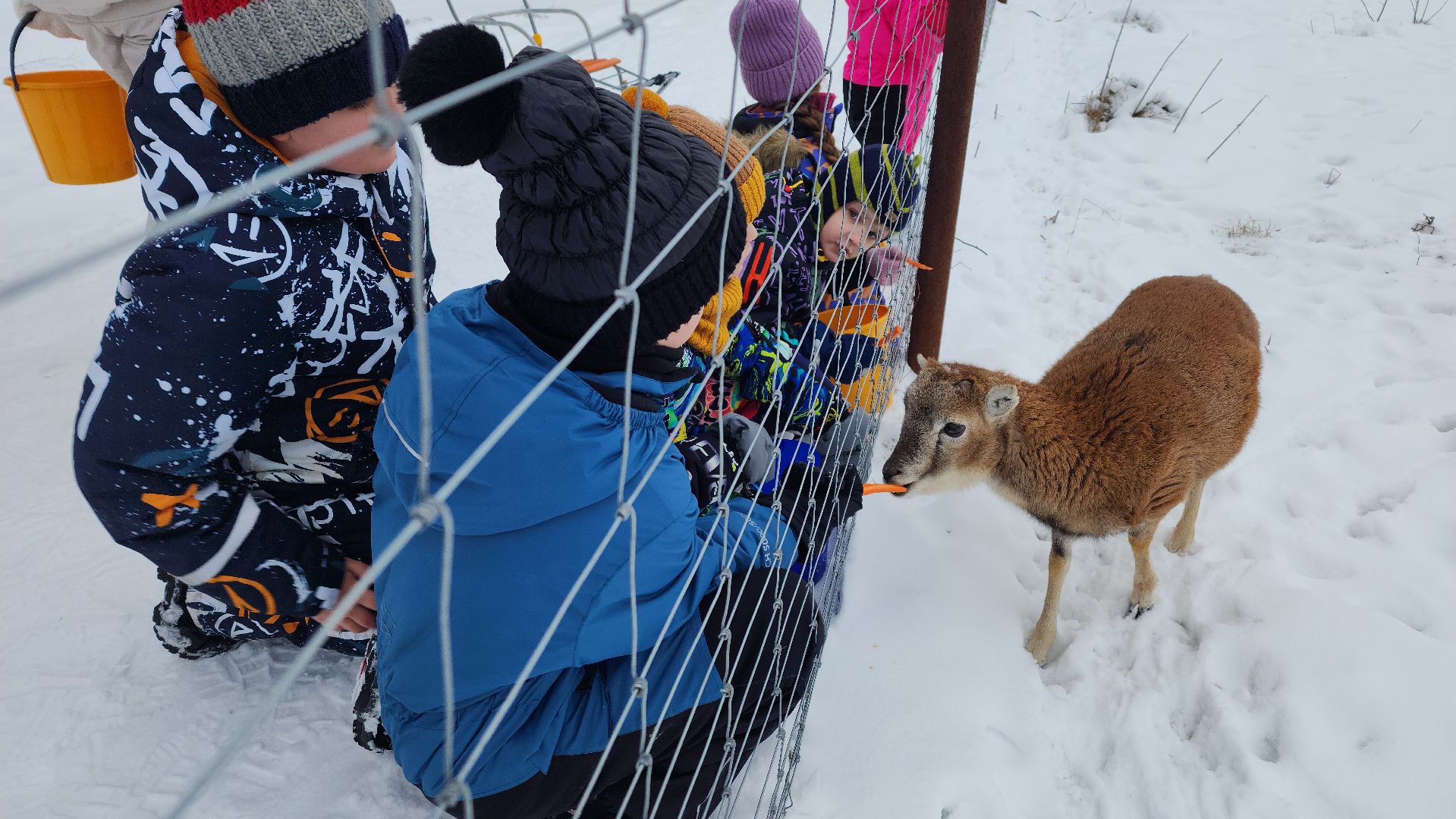 лотошино, зоопространство, контактный зоопарк, семейный досуг,