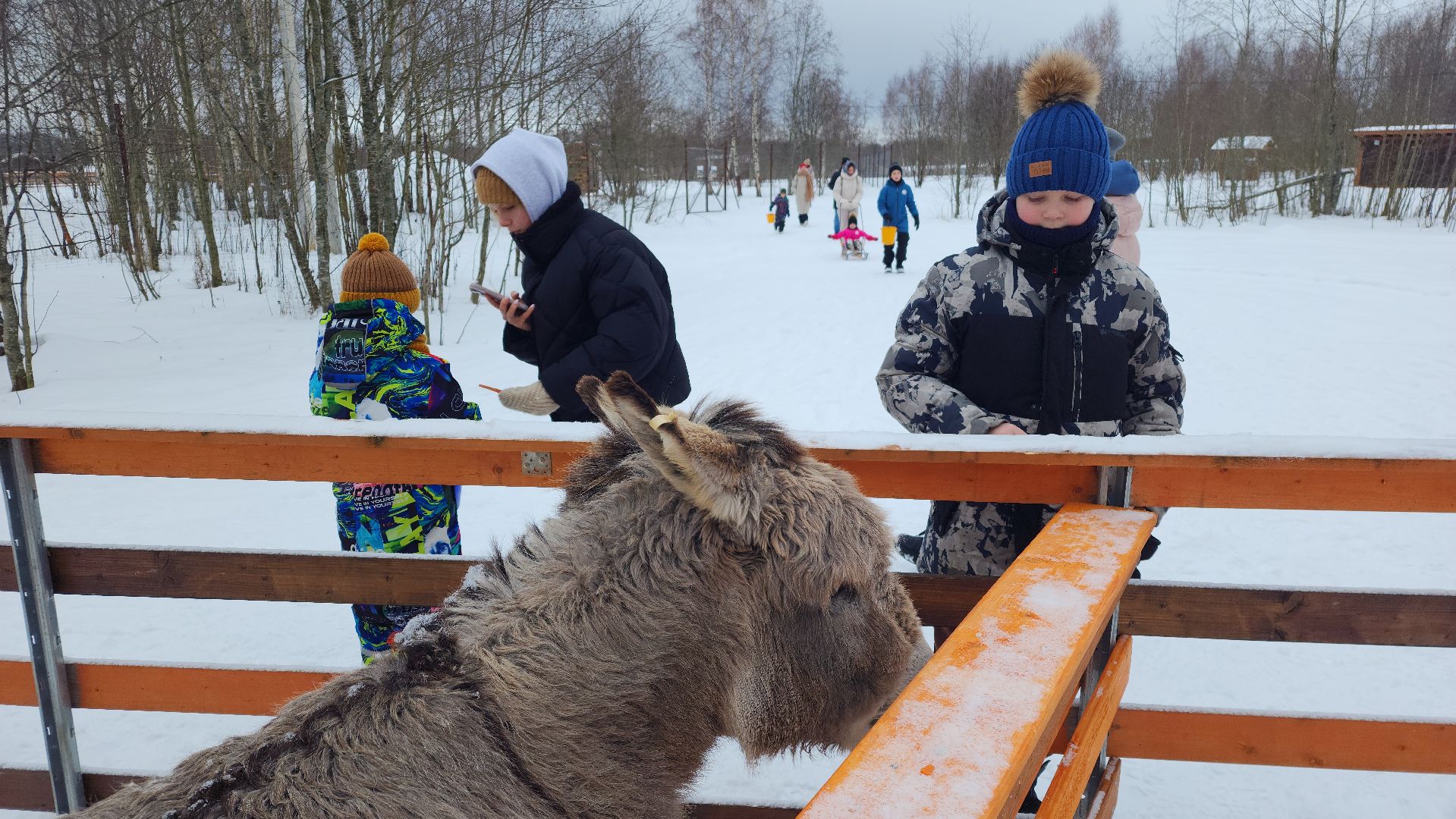 лотошино, зоопространство, контактный зоопарк, семейный досуг,